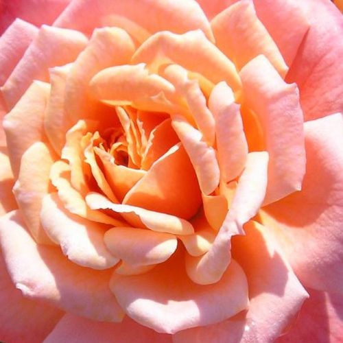 Rosa Nice Day - trandafir cu parfum discret - Trandafir copac cu trunchi înalt - cu flori mărunți - roz - Christopher H. Warner - coroană curgătoare - ,-